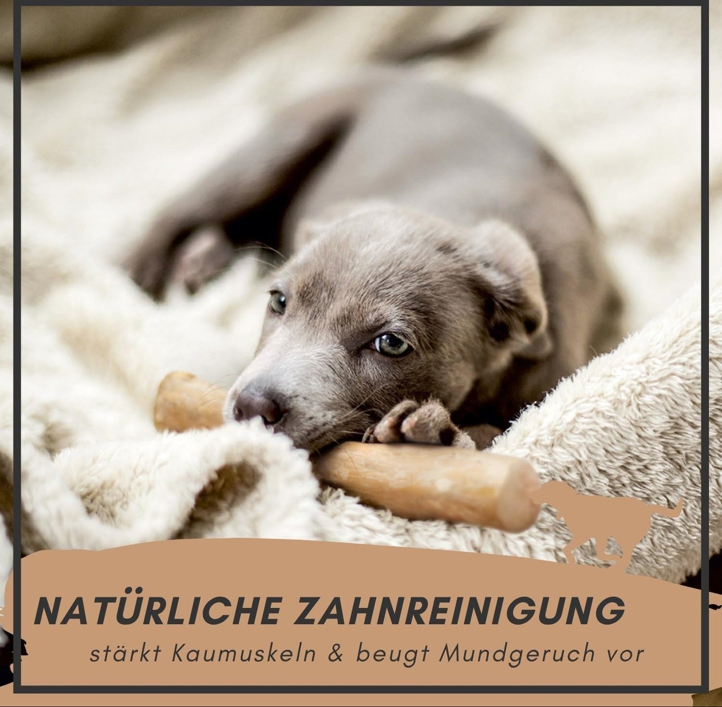 Supravit Natürlicher Kauknochen Aus Kaffeeholz Für Welpen XS | Mehr Als EIN Holzstäbchen - Spannendes Welpen Kauspielzeug & Langanhaltende Beschäftigung | Kaustab Kauholz Für Welpen