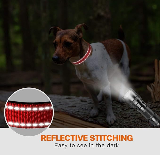 Padded Nylon Dog Collar