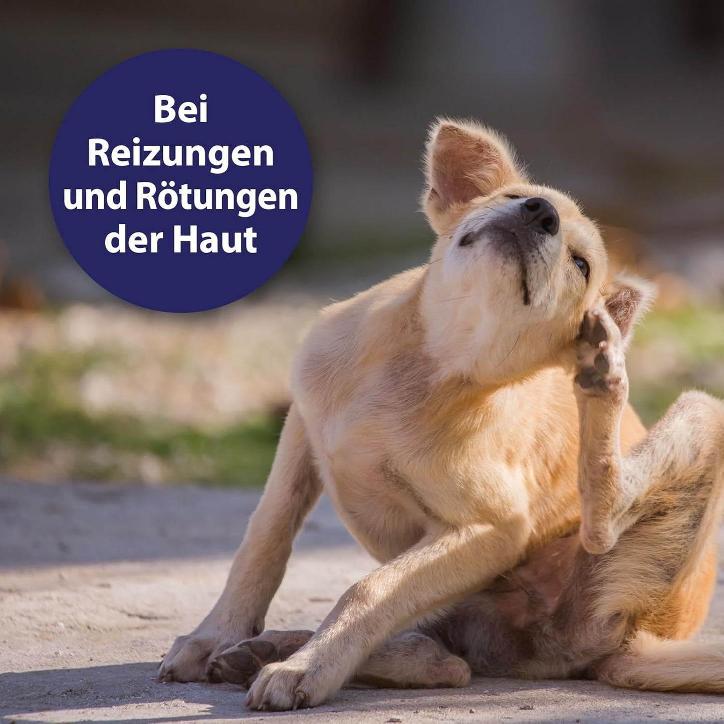 Canosept Hautpflegespray Für Hunde 250Ml - Milben Hund - Grasmilben Bekämpfen Hund - Juckreiz Hund - Milbenspray Hunde - Grasmilben Hund - Regeneriert Die Haut Bei Reizungen & Rötungen