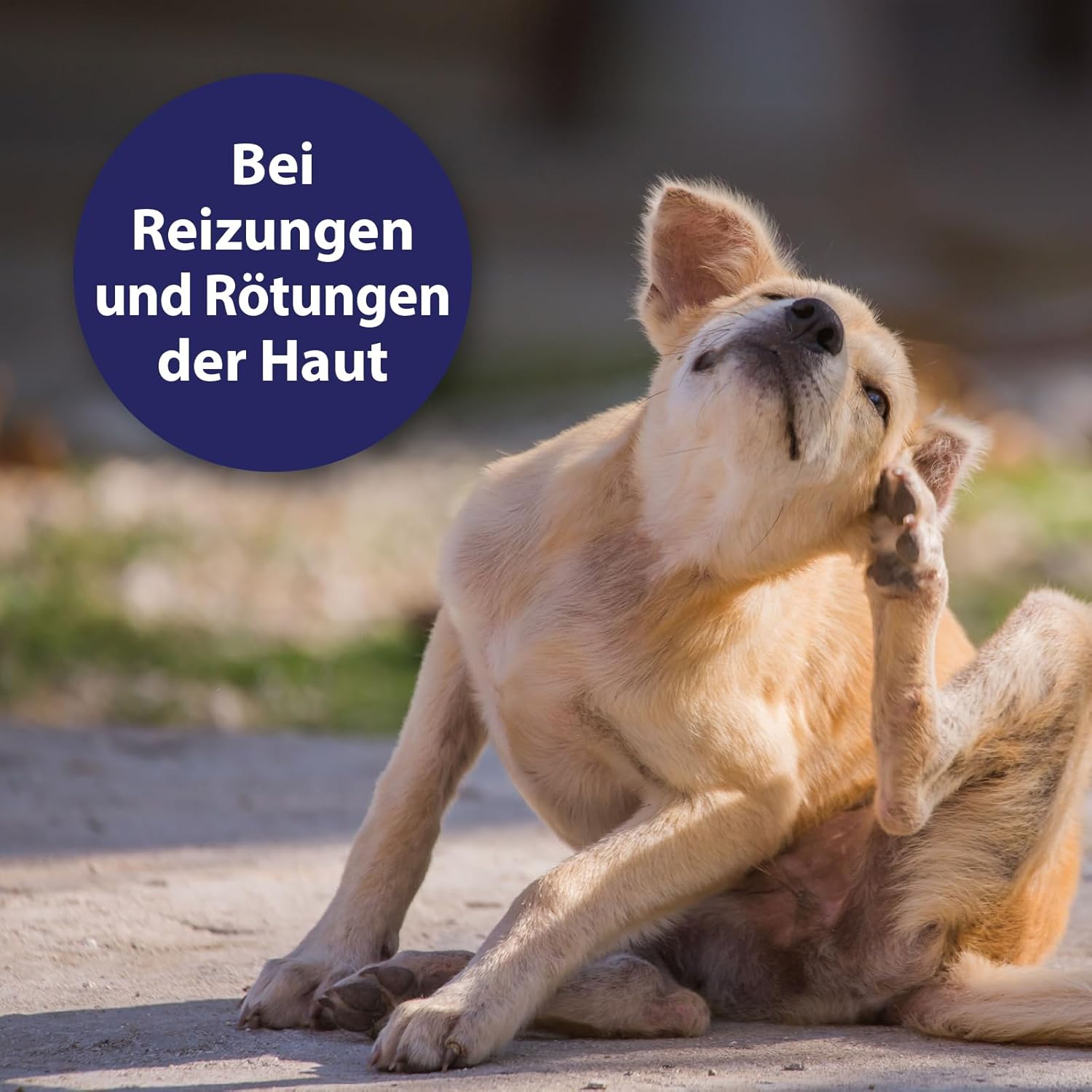 Canosept Hautpflegespray Für Hunde 250Ml - Milben Hund - Grasmilben Bekämpfen Hund - Juckreiz Hund - Milbenspray Hunde - Grasmilben Hund - Regeneriert Die Haut Bei Reizungen & Rötungen