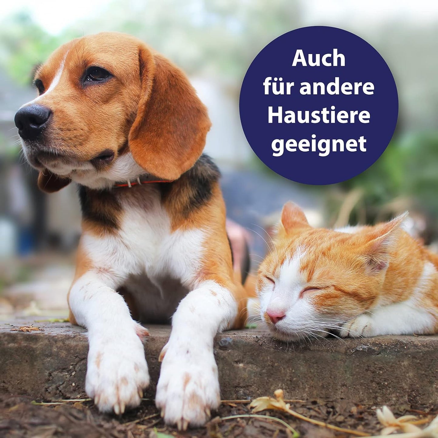 Canosept Hautpflegespray Für Hunde 250Ml - Milben Hund - Grasmilben Bekämpfen Hund - Juckreiz Hund - Milbenspray Hunde - Grasmilben Hund - Regeneriert Die Haut Bei Reizungen & Rötungen