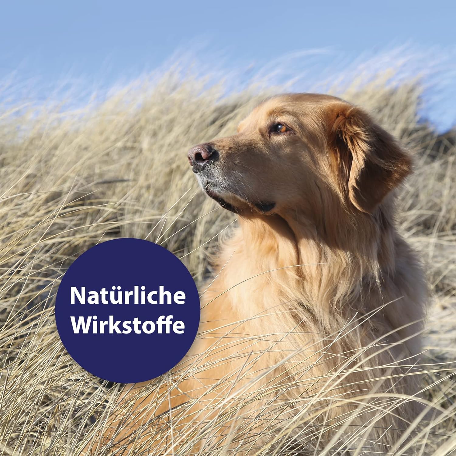 Canosept Hautpflegespray Für Hunde 250Ml - Milben Hund - Grasmilben Bekämpfen Hund - Juckreiz Hund - Milbenspray Hunde - Grasmilben Hund - Regeneriert Die Haut Bei Reizungen & Rötungen