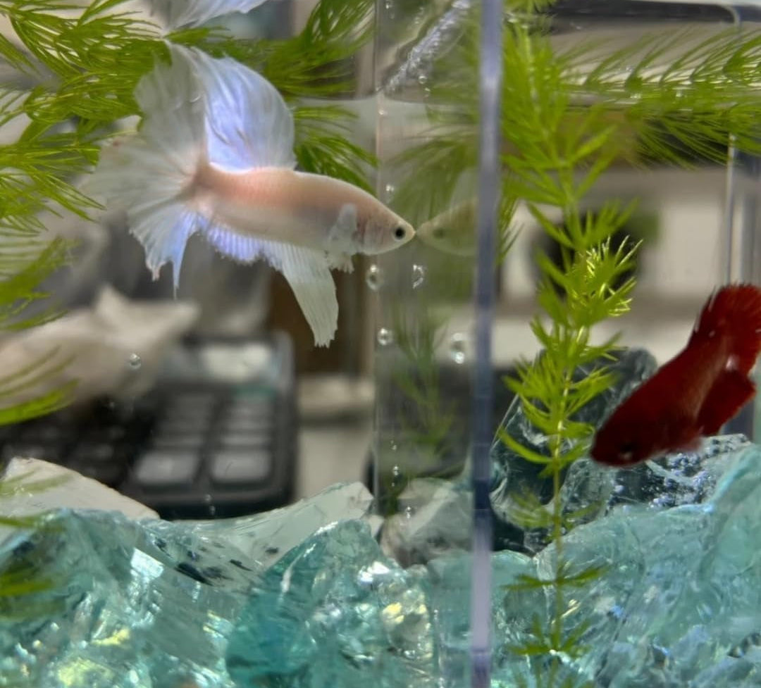 Aquarium, Aquarium Steine, Aquarium Höhle Naturstein, Aquarium Kies Aquarium Dekoration Glasstein 800G, Fischo Rnamente, Garnelenversteck, Geeignet Für Aquarien Aller Größen