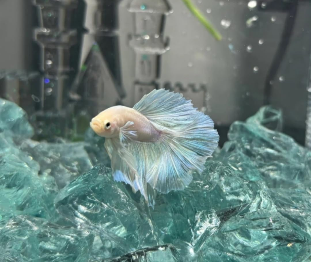 Aquarium, Aquarium Steine, Aquarium Höhle Naturstein, Aquarium Kies Aquarium Dekoration Glasstein 800G, Fischo Rnamente, Garnelenversteck, Geeignet Für Aquarien Aller Größen